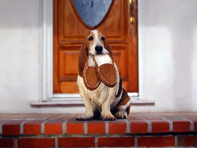 vertebrate, entrance, devotion, dog, indoors, looking at camera, door, sitting, home interior, brown, beagle, pets, slippers, loyalty, adult, no people