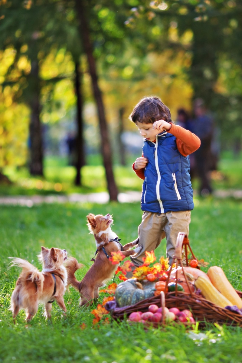 child, grass, stroll, mammal, pets, devotion, animals, basket, land, animal, tree, kids, mans best friend, baby, small dog, nature, plant, domestic animals