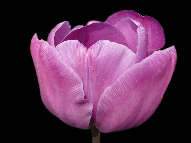2K, pink color, violet, beauty in nature, inflorescence, petal, close-up, growth, flower, vulnerability, flower head, no people, focus on foreground, studio shot