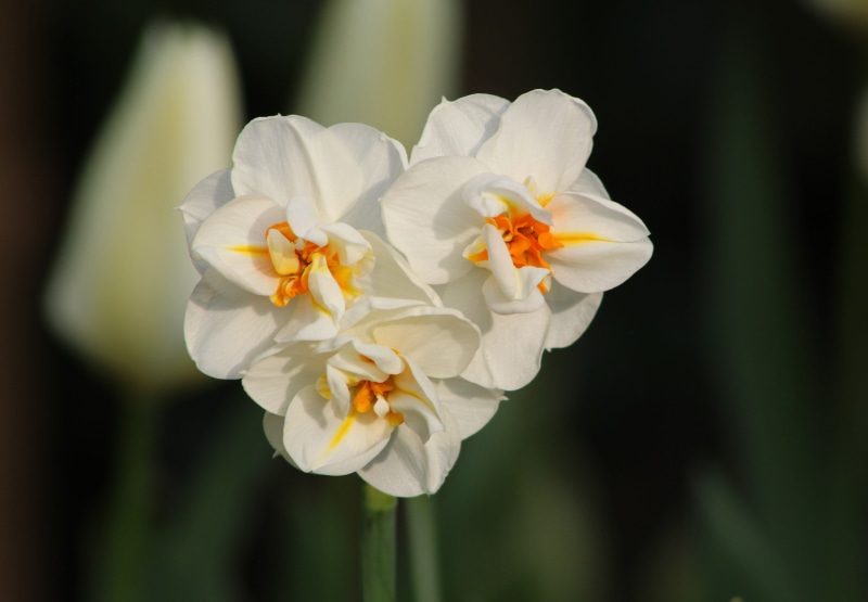 nature, petal, petals, growth, white color, vulnerability, freshness, pollen, day, no people, beauty in nature, focus on foreground, plant, 4K, narcissus sir winston churchill