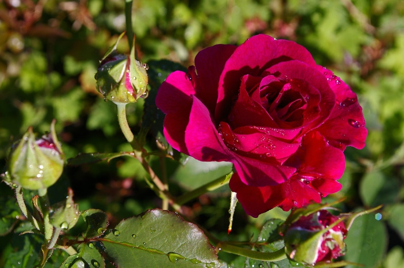 bloom, rose blooms, fragrance, garden roses, english rose, red rose, flora, william shakespeare, day, open rose, roses, love, no people, sun, garden, flowering plant