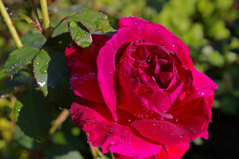fragility, nature, sun, growth, vulnerability, scented rose, blossom, bed, raindrop, freshness, birthday flowers, no people, summer, garden roses, beauty