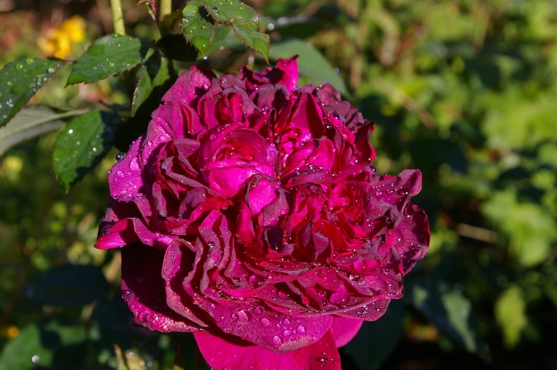 water, springtime, nature, sun, purple, beauty, rose family, day, petals, flower head, bud, rain, beauty in nature, freshness, no people, wet, flower, close-up