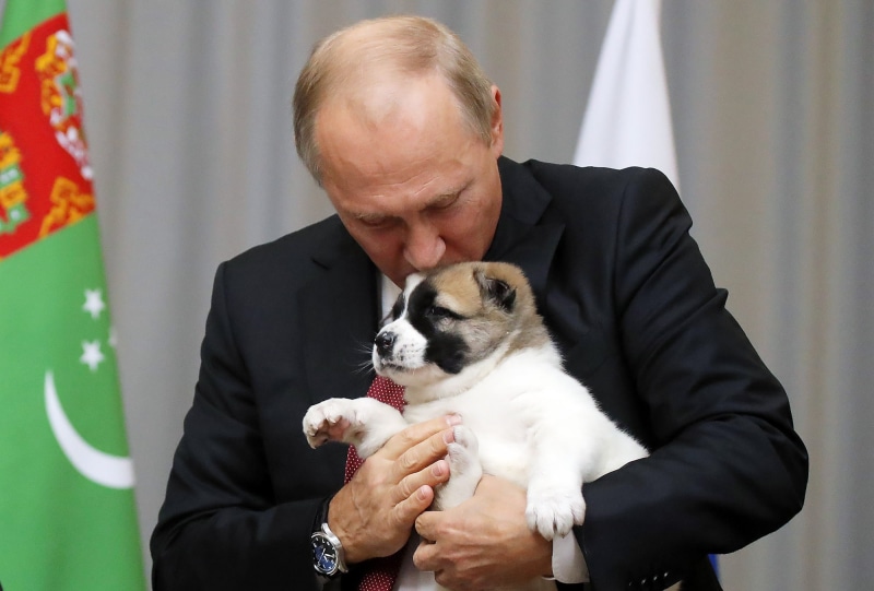vladimir, man, putin, men, russia, president, russian, 1080P