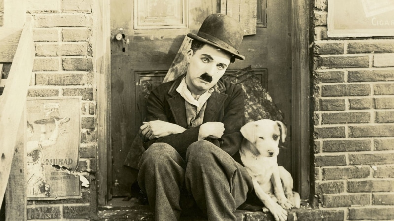 Animal, Movie, Dog, Pet, 1080P, Charlie Chaplin, Sepia, A Dogs Life