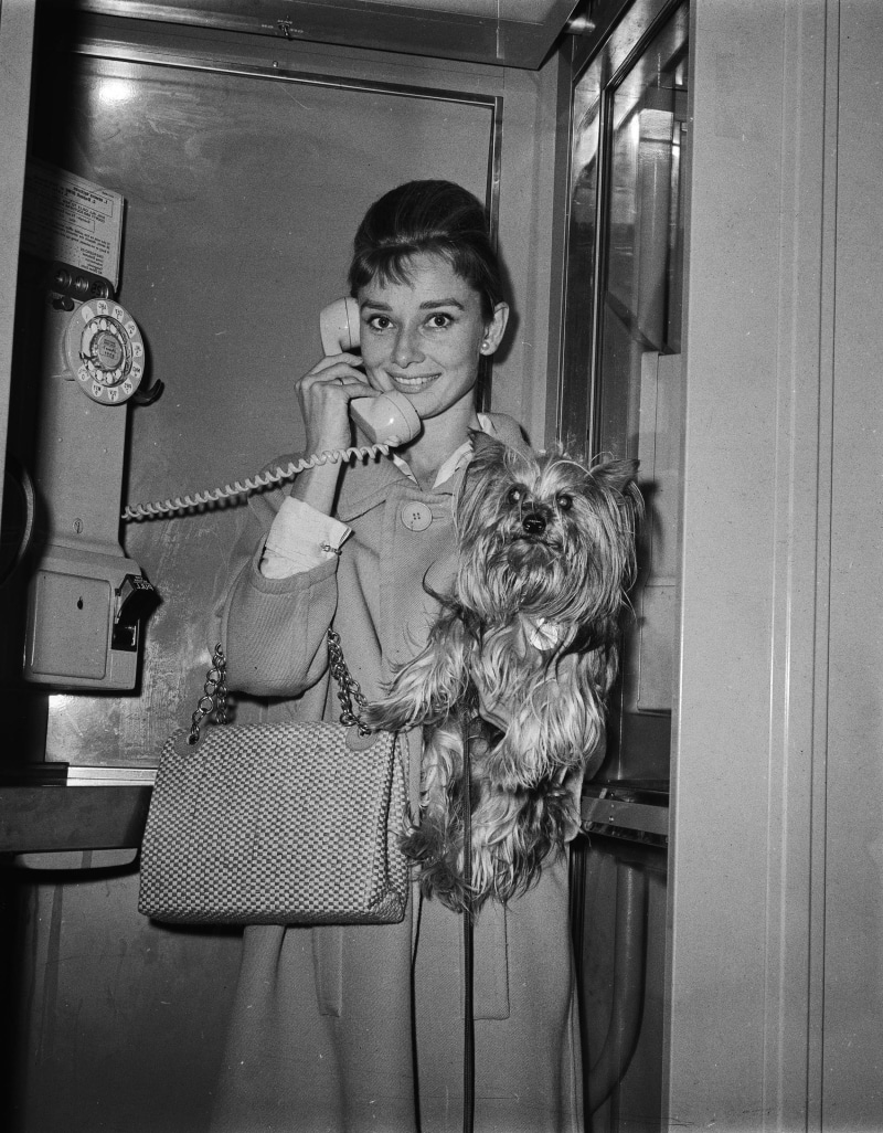 pets, standing, actress, women, front view, domestic animals, one person, phone box, indoors, monochrome, canine, portrait, Audrey Hepburn, mammal, real people