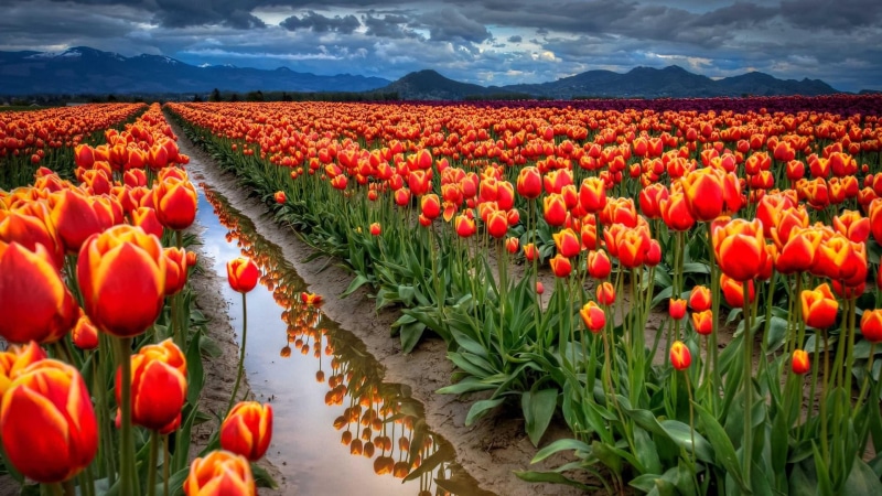 plant, no people, landscape, cloud, india, srinagar, field, growth, 1080P, springtime, flowerbed, abundance, flower, tulip garden, flower head, outdoors