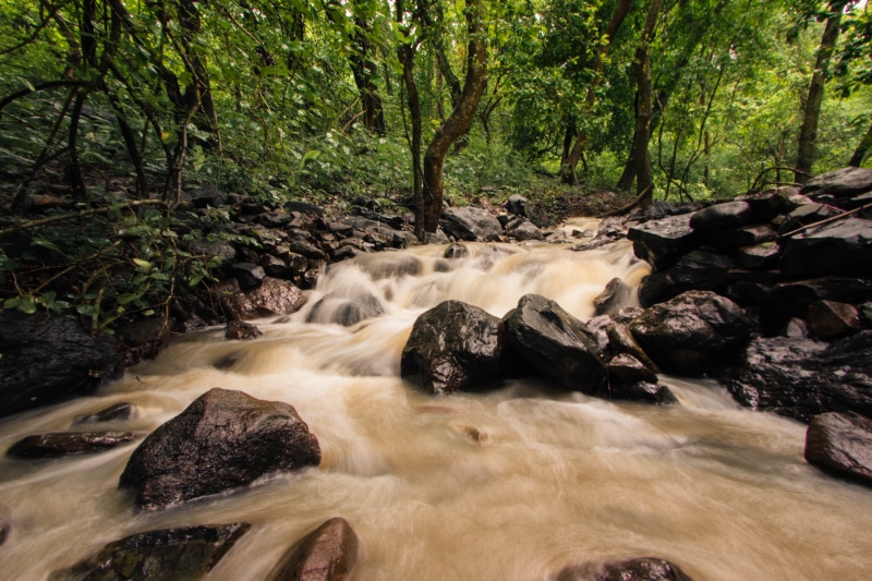 india, no people, 5K, nature, land, flowing, plant, mumbai, stream - flowing water, rain, water, power in nature, national, solid, sanjay gandhi national park