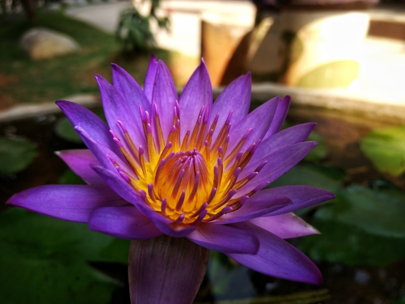 no people, india, 4K, purple, leaf, flower, pollen, mahatma gandhi road, inflorescence, flower head, focus on foreground, petal, vulnerability, purple lotus