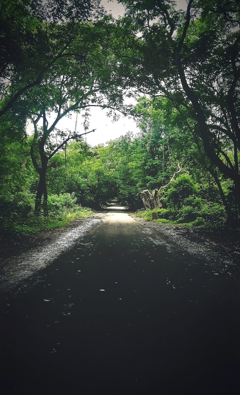 land, scenics - nature, day, transportation, mumbai, outdoors, tranquil scene, sanjai gahandhi national apark, sngp national park, sngp, india, diminishing perspective