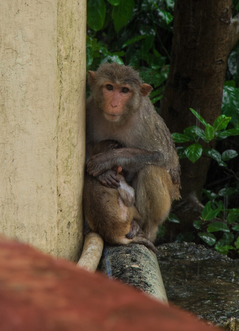 india, animals in the wild, monkey, photography, group of animals, day, forest, sitting, vertebrate, animal wildlife, two animals, rain, animal family