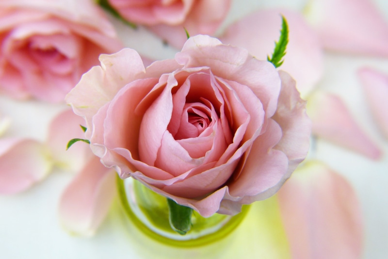 prevent, bless you, rose - flower, vulnerability, cosmetics, beauty in nature, inner calm, springtime, fragility, inflorescence, rose, 4K, carnation, close-up