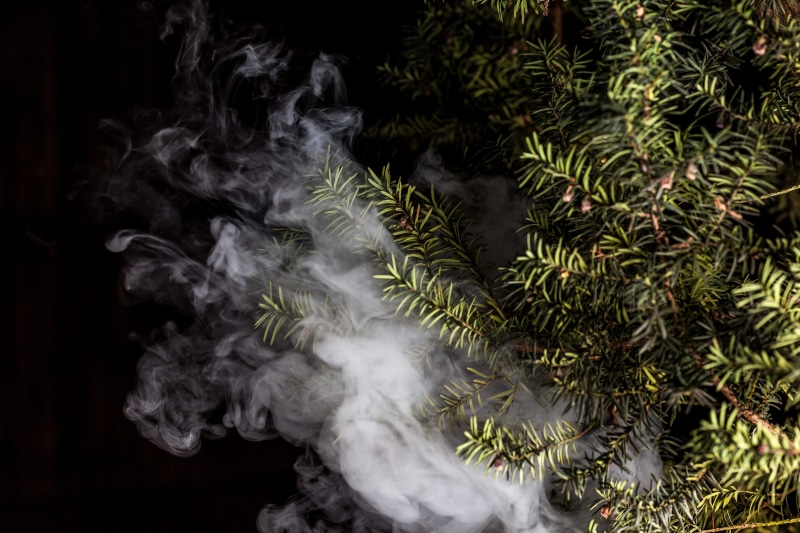 black background, celebration, studio shot, vaporizer, indoors, growth, plant, day, drug, smoke, 5K, cloud - sky, vape, yew, e-cigarette, tree, heat - temperature