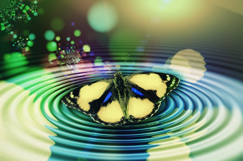 middle, animals in the wild, circle, invertebrate, butterfly - insect, bokeh, lens flare, harmony, enlightenment, meditation, awareness, silent, collection