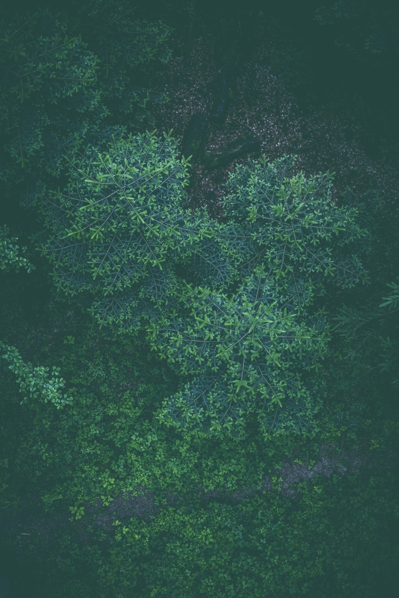 day, full frame, rainforest, lush foliage, ecological awareness, wood, scenics - nature, green color, natural environment, tranquility, land, outdoors