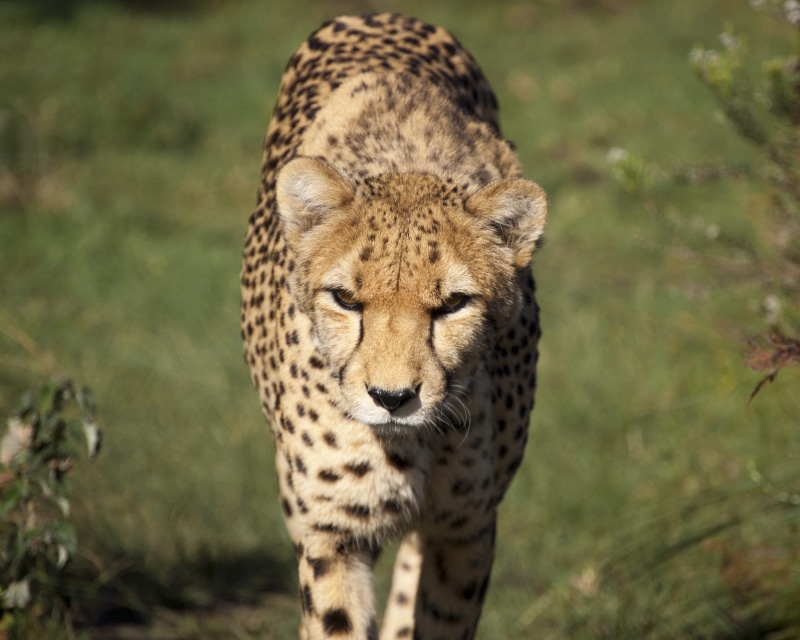 fur, south africa, cat, rescue, nature, feline, animals in the wild, spots, stare, carnivora, portrait, no people, day, animal themes, tenikwa wildlife awareness centre