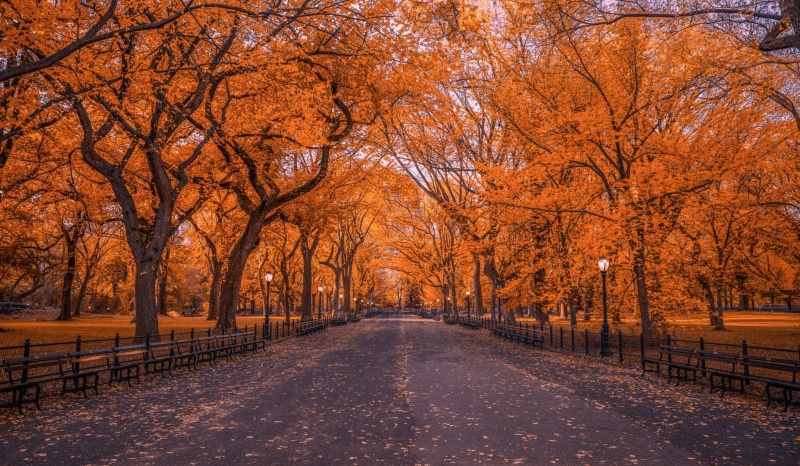 Foliage, Man Made, Tree, Central Park, Fall, New York, Park, 1080P