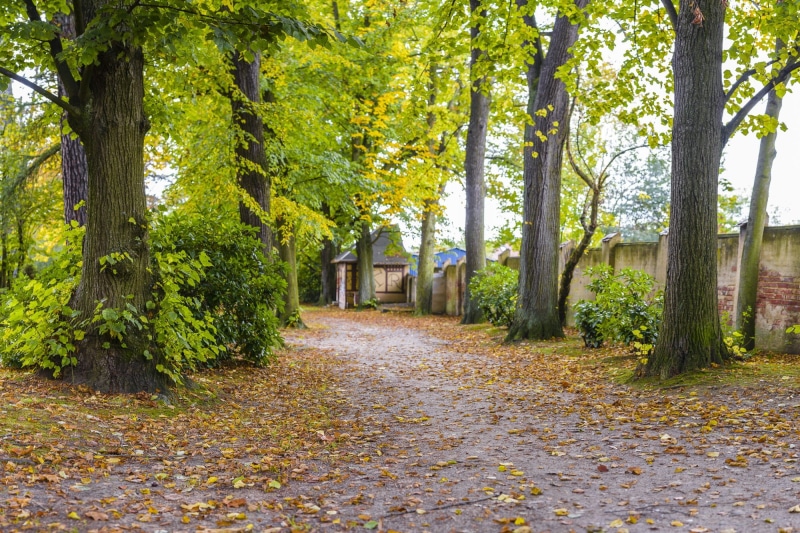 the way forward, season, treelined, woodland, green Color, Autumn, landscape, mood, away, Tree, land, out, growth, scenics, color, 1080P, outdoors, impressions