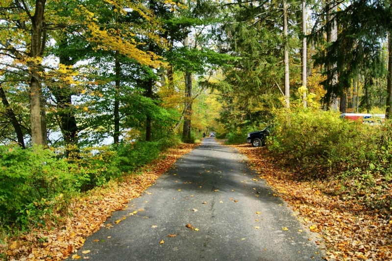 green, new jersey, 1080P, woods, colours, brown, sky, filter, sunlit, bushes, autumn, orange, worthington, scenic, pathway, outdoors, river  delaware
