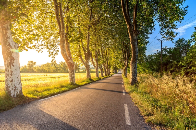 park - Man Made Space, forest, day, non-Urban Scene, scenics, daytime, trunk, lane, 1080P, green Color, treelined, change, diminishing perspective, no People