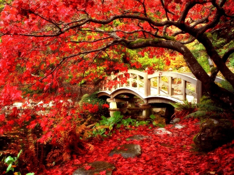Canada, Tree, Foliage, British Columbia, Garden, Bridges, Artistic, Red, Leaf, Maple Tree, Fall, 720P, Japanese Garden, Bridge