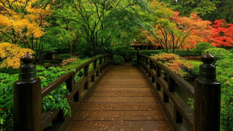 architecture, footbridge, tranquility, 1080P, connection, tranquil scene, change, Fall, tree, beauty in nature, outdoors, footpath, plant, railing, Man Made