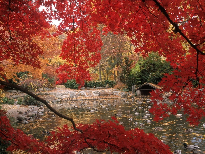 tranquility, japanese Garden, autumn collection, lush Foliage, japanese Fall Foliage, park - Man Made Space, no People, maple, october, yellow, architecture