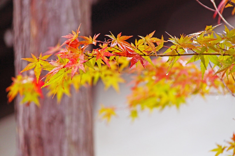 selective, autumn foliage, beauty in nature, tree, plant, nature, branch, maple leaves, focus, autumn, no people, outdoors, change, red, beautiful, yellow