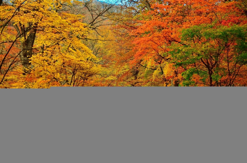 1080P, color Image, land, green, leafed, plant, colors, landscape, travel, autumn, park - Man Made Space, park, vibrant Color, forest, beauty In Nature