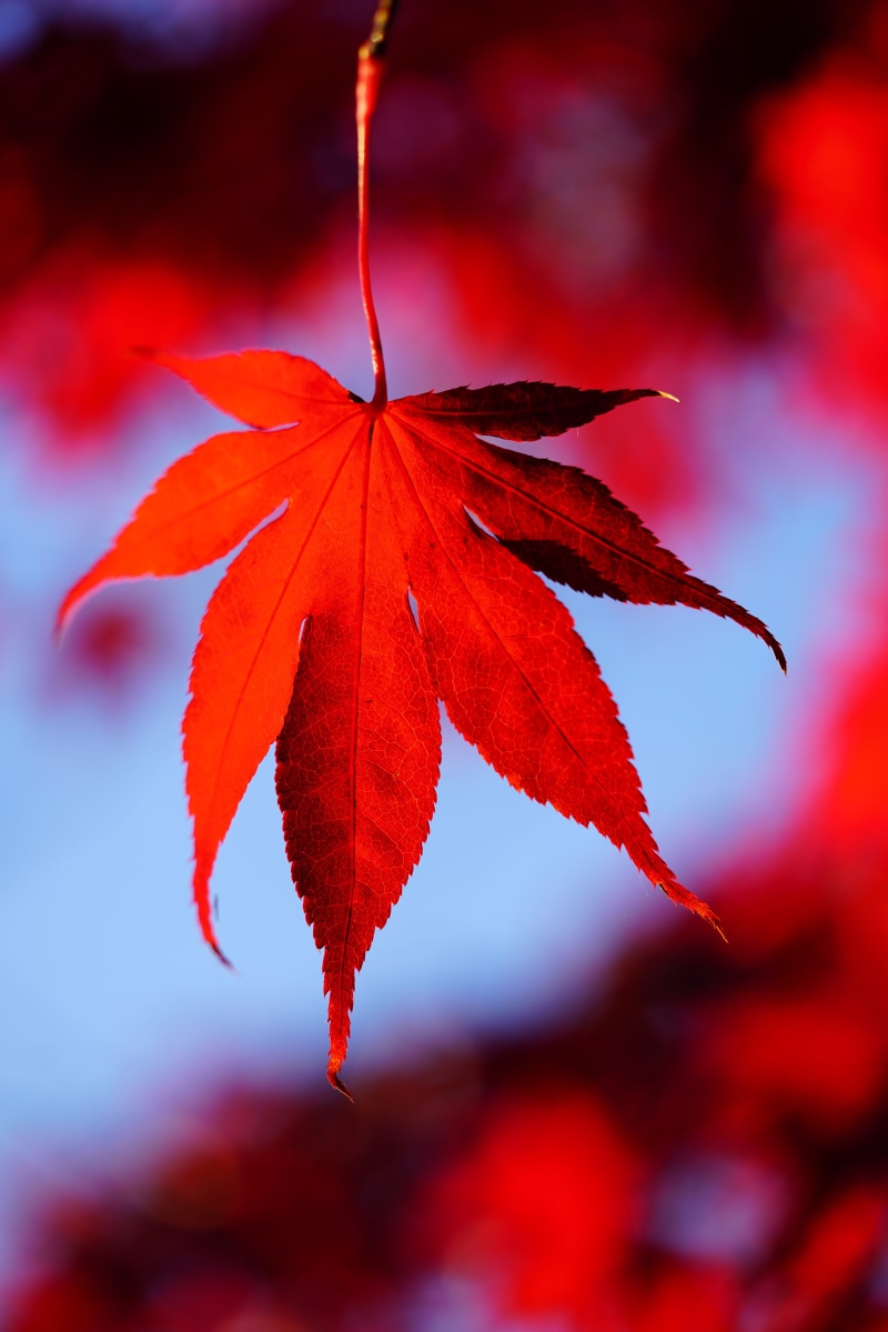 no people, autumn colours, maple leaf, nature, close-up, fan-maple-leaf, autumn, selective focus, maple leaves, red, plant, outdoors