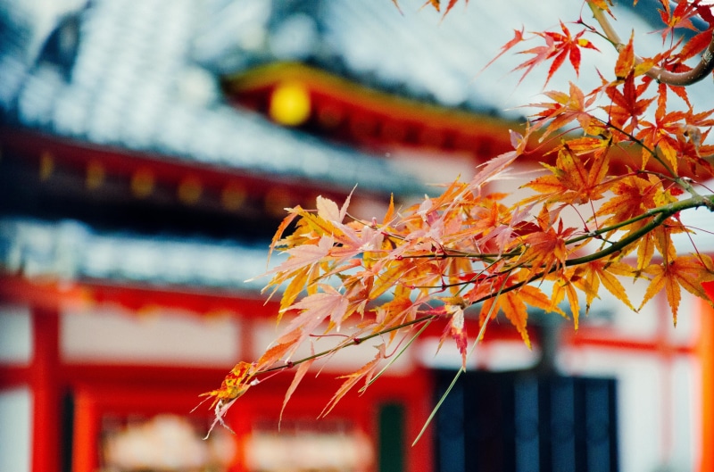 maple leaf, building, building exterior, close-up, leaf, belief, maple leaves, spirituality, fall foliage, japanese maple, plant part, no people, autumn