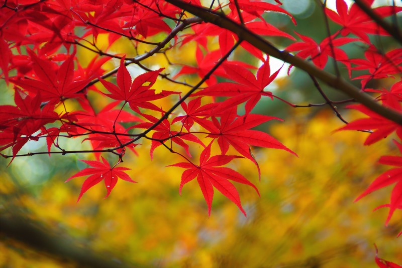 bright, branch, color Image, autumn collection, october, plant part, selective focus, no People, leaf, september, beauty In Nature, park - Man Made Space