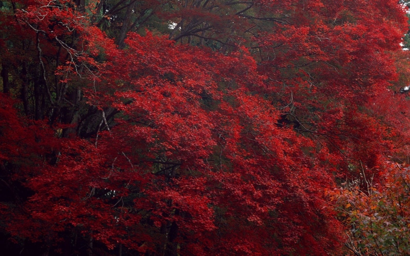 trees, maple Tree, october, fall, tree, autumn, landscape, gold Colored, red, beauty In Nature, plant, color Image, colors, park - Man Made Space, 1080P