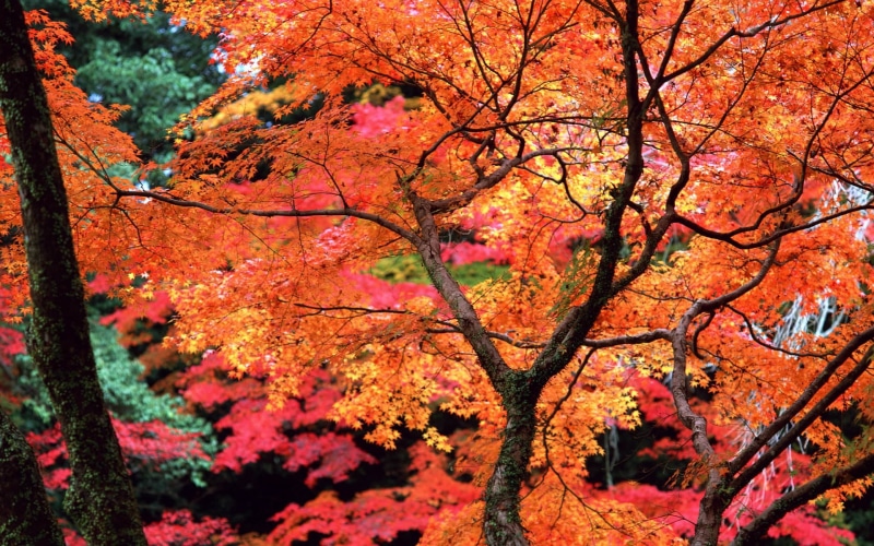 tranquility, yellow, no People, tranquil scene, orange, autumn, 1080P, park - Man Made Space, leaf, leafed, woodland, tree trunk, autumn collection, japan