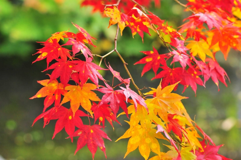 plant, september, orange Color, bright, close-up, autumn, red, growth, vulnerability, october, fragility, nature, 1080P, season, colors, backgrounds, maple Leaf