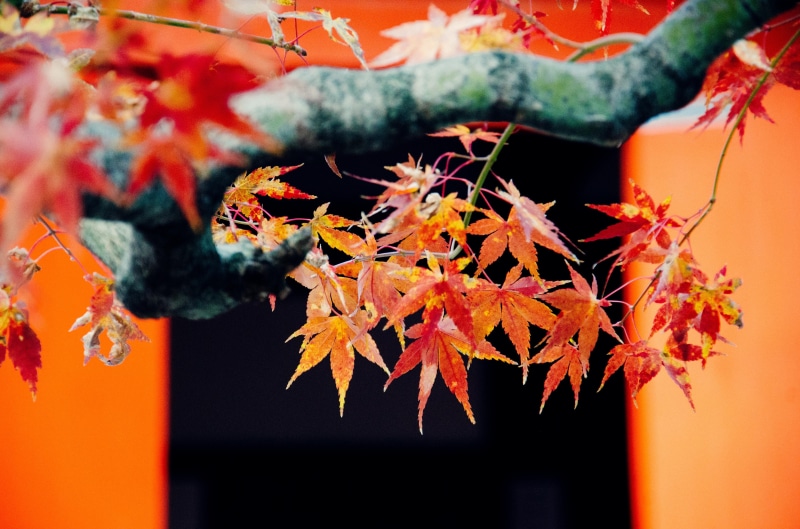 close-up, day, plant, beauty in nature, autumn, tree, leaf, 4K, leaves, maple, kyoto, focus on foreground, selective focus, growth, japanese maple leaves