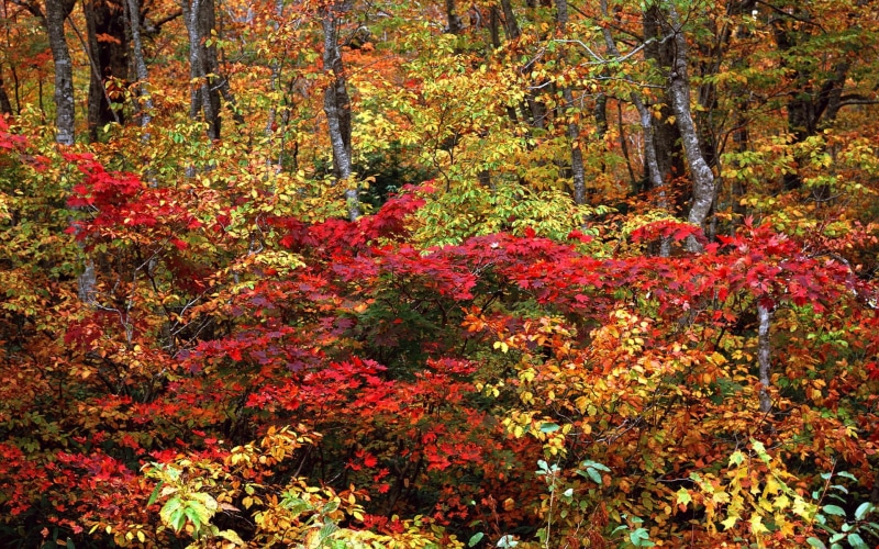 non-urban scene, orange Color, scenics, tranquility, land, yellow, plant part, autumn collection, natural condition, tree, maple Tree, growth, bush, colors