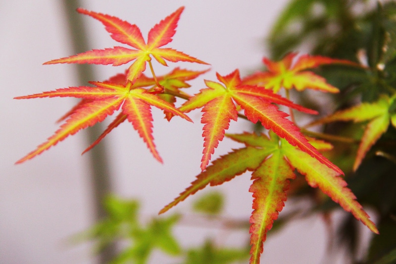 nature, selective focus, healthcare and medicine, plant, maple leave, growth, pink, food and drink, 2K, osaka, flower, plant part, focus on foreground