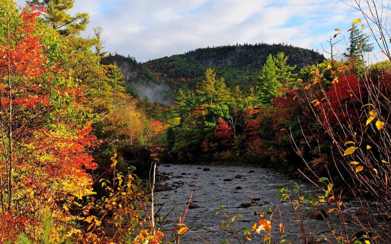 tranquil scene, maple Tree, flowing water, tranquility, autumn, red, colors, land, color Image, japanese Fall Foliage, green Color, nature, trees, growth