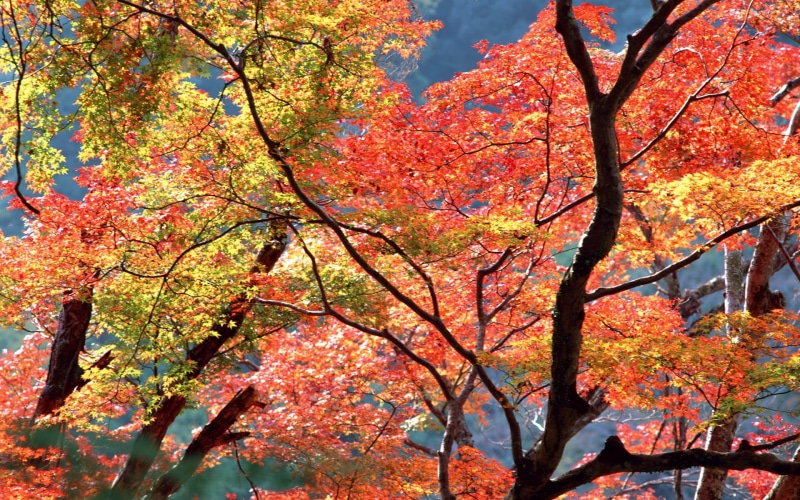 gold Colored, color Image, no People, plant, red, branch, scenics - nature, low angle view, autumn, kyoto City, day, tree, multi Colored, leaves, branches