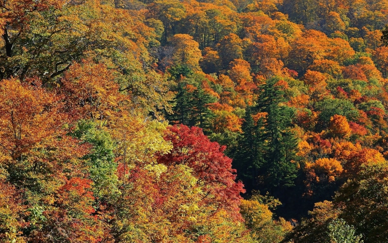 green Color, outdoors, october, day, woodland, top view, scenics - nature, idyllic, yellow, backgrounds, high angle view, maple Tree, growth, leaf, tranquility
