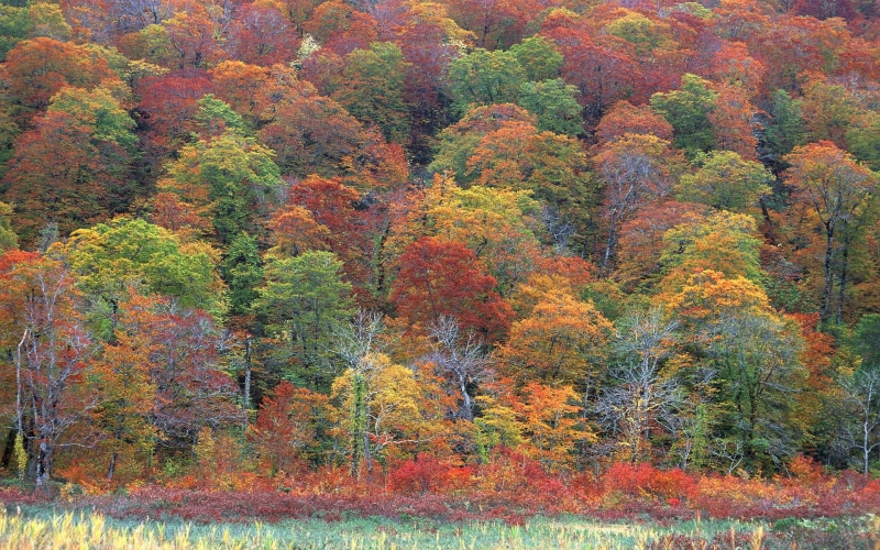 change, lush Foliage, day, multi Colored, tree, tranquility, land, trees, green Color, colors, park - Man Made Space, woodland, outdoors, 1080P, vibrant Color