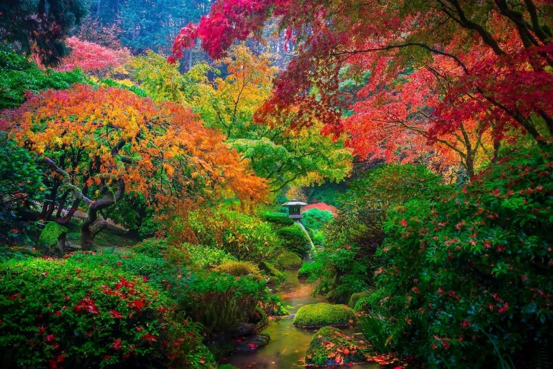 Tree, Garden, Japanese Garden, Man Made, Nature, Foliage, Colorful, Fall, 720P