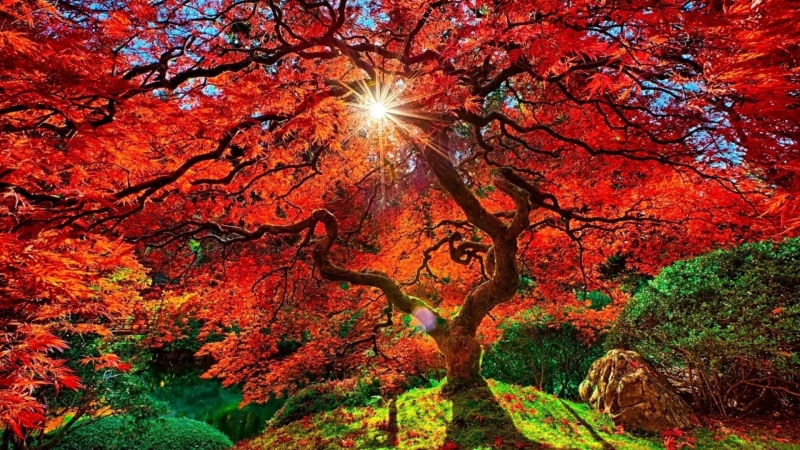 tranquil scene, scenics - nature, bright, Japanese Garden, outdoors, low angle view, Orange, Foliage, Sun, land, change, day, no people, plant, autumn collection