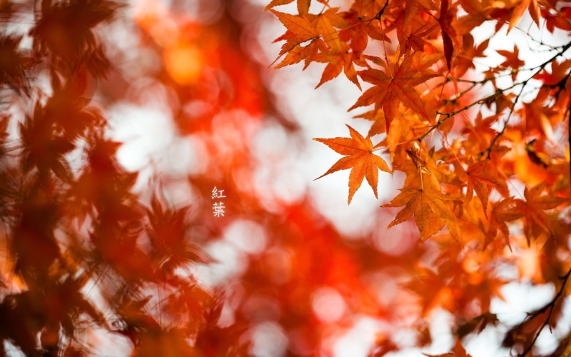 close-up, color Image, leaves, day, forest, maple, autumn collection, orange, gold Colored, colors, maple Tree, beech Tree, japanese Maple, japanese Fall Foliage