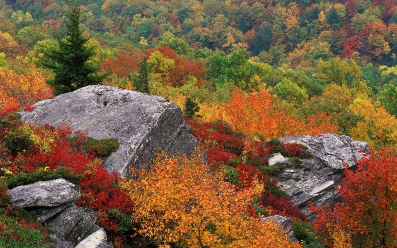 change, no People, dry, day, solid, vibrant Color, autumn collection, growth, tranquil Scene, leaf, orange Color, yellow, rural Scene, scenics - nature