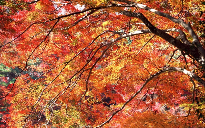 red, land, autumn collection, kyoto Prefecture, orange, growth, change, yellow, outdoors, kyoto City, fall, leafed, forest, autumn, gold Colored, trees