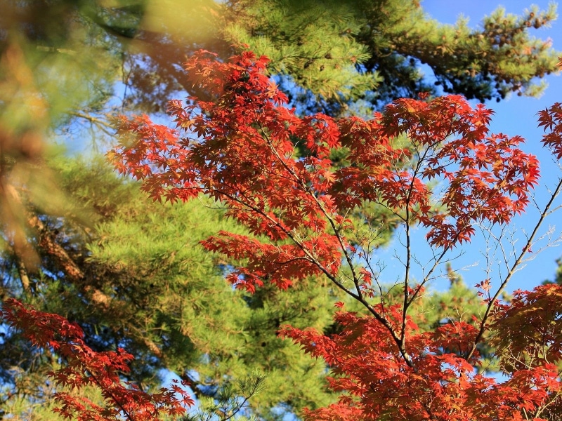landscape, natural condition, colors, kyoto Prefecture, plant, maple leaf, autumn, outdoors, vibrant Color, red, scenics - nature, nature, leaves, beauty In Nature