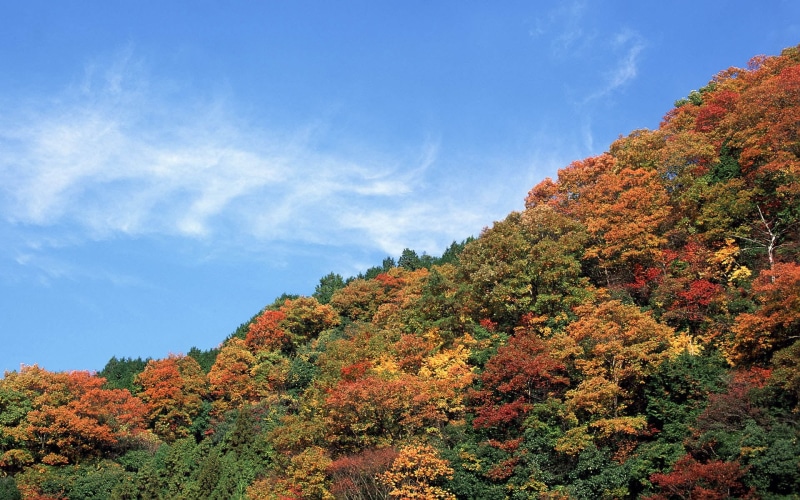 japan, leaf, red, japanese Fall Foliage, park - Man Made Space, no People, kyoto City, beauty In Nature, autumn, color Image, change, plant, orange Color