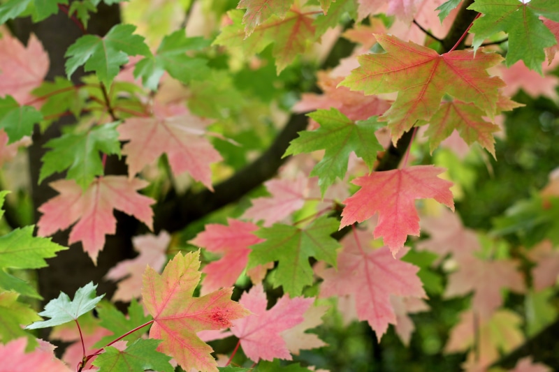 green color, maple tree, outdoors, acer, maple, branch, red, beauty in nature, green, japanese, autumn, day, focus on foreground, fall, leaves, colorful
